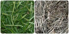 Cỏ mần trầu có tác dụng gì với sức khoẻ?
