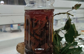 Suy đa tạng, tổn thương não sau uống rượu ngâm rễ cây