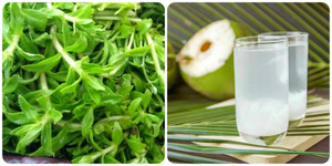 Uống nước dừa với rau ngổ có tác dụng gì?