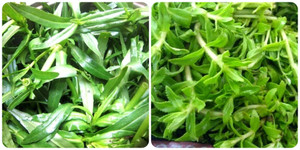 Cây rau ngổ chữa bệnh gì?