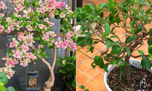 8 loại cây nên cắt tỉa vào mùa thu để ra hoa tươi tốt