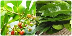Cây vối có tác dụng gì và những lưu ý khi sử dụng