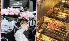 Các cặp đôi tuổi Hợi đổ về trang trại lợn để tổ chức đám cưới