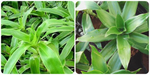 Cây lược vàng có tác dụng gì?