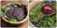 Các bài thuốc chữa bệnh từ lá tía tô