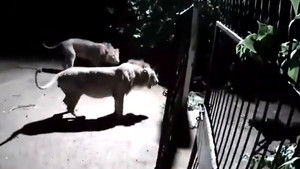 Bảo vệ gia chủ, đàn chó hợp sức chiến đấu với sư tử