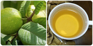 Một số bài thuốc chữa bệnh từ lá ổi