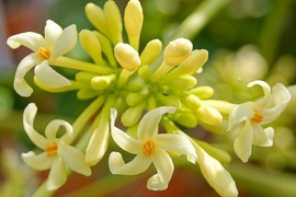 7 nhóm người không nên sử dụng hoa đu đủ đực 