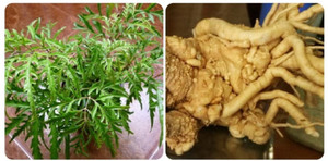 Có phải trồng cây đinh lăng càng lâu càng tốt?