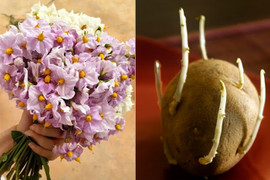 Khoai tây mọc mầm hãy cho vào khay nước, vài tuần sau hoa nở đẹp mỹ miều