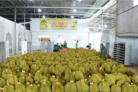 Chính thức cấp phép sầu riêng đông lạnh sang Trung Quốc