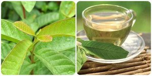 Tác dụng của lá ổi với sức khoẻ