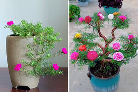Biến loài hoa mọc như cỏ dại thành cây bonsai sang chảnh
