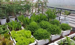 Những loại rau phù hợp trồng trong thùng xốp
