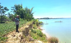 Quảng Nam: Sạt lở bờ sông Thu Bồn, nông dân đứng ngồi không yên