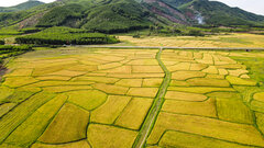 Mùa vàng trên những cánh đồng lúa đẹp như tranh vẽ ở Hà Tĩnh