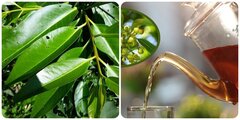 Các bài thuốc chữa bệnh từ lá vối