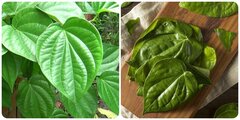 Các bài thuốc chữa bệnh từ lá trầu không