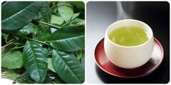 Uống nước chè xanh vào thời điểm nào là tốt nhất?