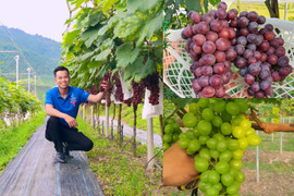 Liều lĩnh trồng 'nho quý tộc' trên quê nhà, 9X Việt đổi đời