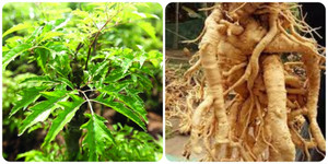 Tác dụng của rễ đinh lăng và những điều cần thận trọng khi dùng