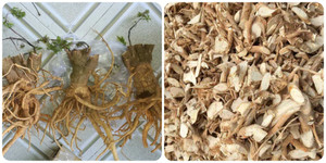 Một số bài thuốc chữa bệnh từ rễ cây đinh lăng