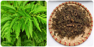 Một số bài thuốc chữa bệnh từ lá đinh lăng