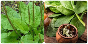 Các bài thuốc chữa bệnh từ cây mã đề