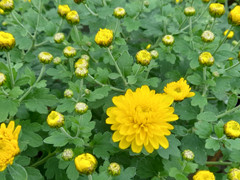 Ý nghĩa của hoa cúc vàng