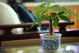 Vì sao cây kim ngân đẹp, hợp phong thủy nhưng ít người 'dám' trồng?