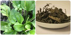 Cây mã đề chữa bệnh gì?