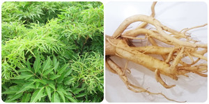 Cách sử dụng cây đinh lăng tốt nhất cho sức khoẻ