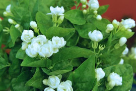 Tưới 2 loại nước này, cây nhài sẽ nở hoa trắng cành, thơm ngào ngạt