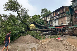 Hà Nội mưa lớn kèm dông lốc, cây cổ thụ và trụ đèn giao thông đổ la liệt