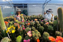 Ngắm vườn xương rồng lai lạ mắt với hơn 300 sắc hoa của chàng trai 9X 