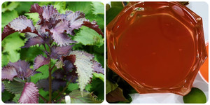 Những người nào không nên uống nước lá tía tô liên tục?