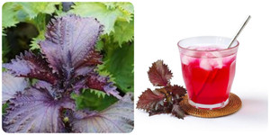 Một số bài thuốc chữa bệnh từ lá tía tô