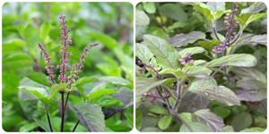 Tác dụng của cây hương nhu với sức khoẻ