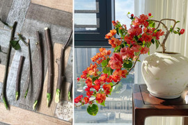 5 loại cây được mệnh danh không bao giờ chết, cắm cành vào đất là mọc rễ, nở hoa