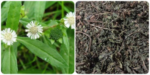 Các bài thuốc chữa bệnh từ cây cỏ mực