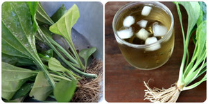 Uống nước mã đề có tốt cho sức khoẻ?