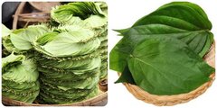 Lá trầu không chữa bệnh gì?