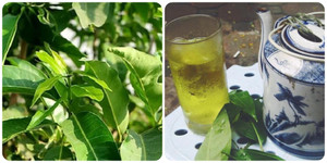 Những người nên hạn chế uống nước vối