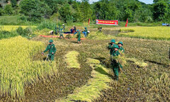 Bộ đội Biên phòng Thừa Thiên - Huế giúp dân vùng cao gặt lúa ‘chạy’ bão số 3