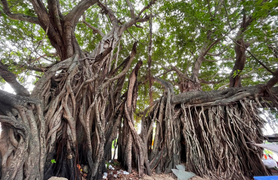 Bí ẩn cây sộp 400 năm tuổi ở Khánh Hòa biết 'dự báo thời tiết'