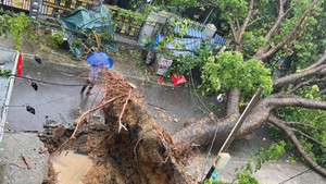 Bị nhánh cây gãy rơi trúng đầu, nạn nhân ở TP.HCM tử vong