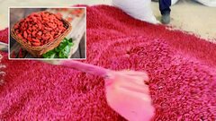 Phanh phui việc trộn chất độc vào kỷ tử 'hảo hạng', dư luận Trung Quốc phẫn nộ 