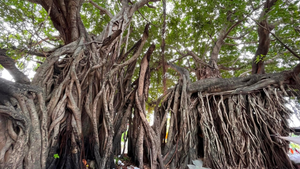 Cây sộp 400 năm tuổi ở Khánh Hòa biết 'dự báo thời tiết'