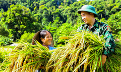 Bộ đội Hà Tĩnh giúp bà con dân tộc Chứt thu hoạch lúa 'chạy' bão số 3