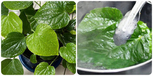 Các bài thuốc chữa bệnh từ lá lốt